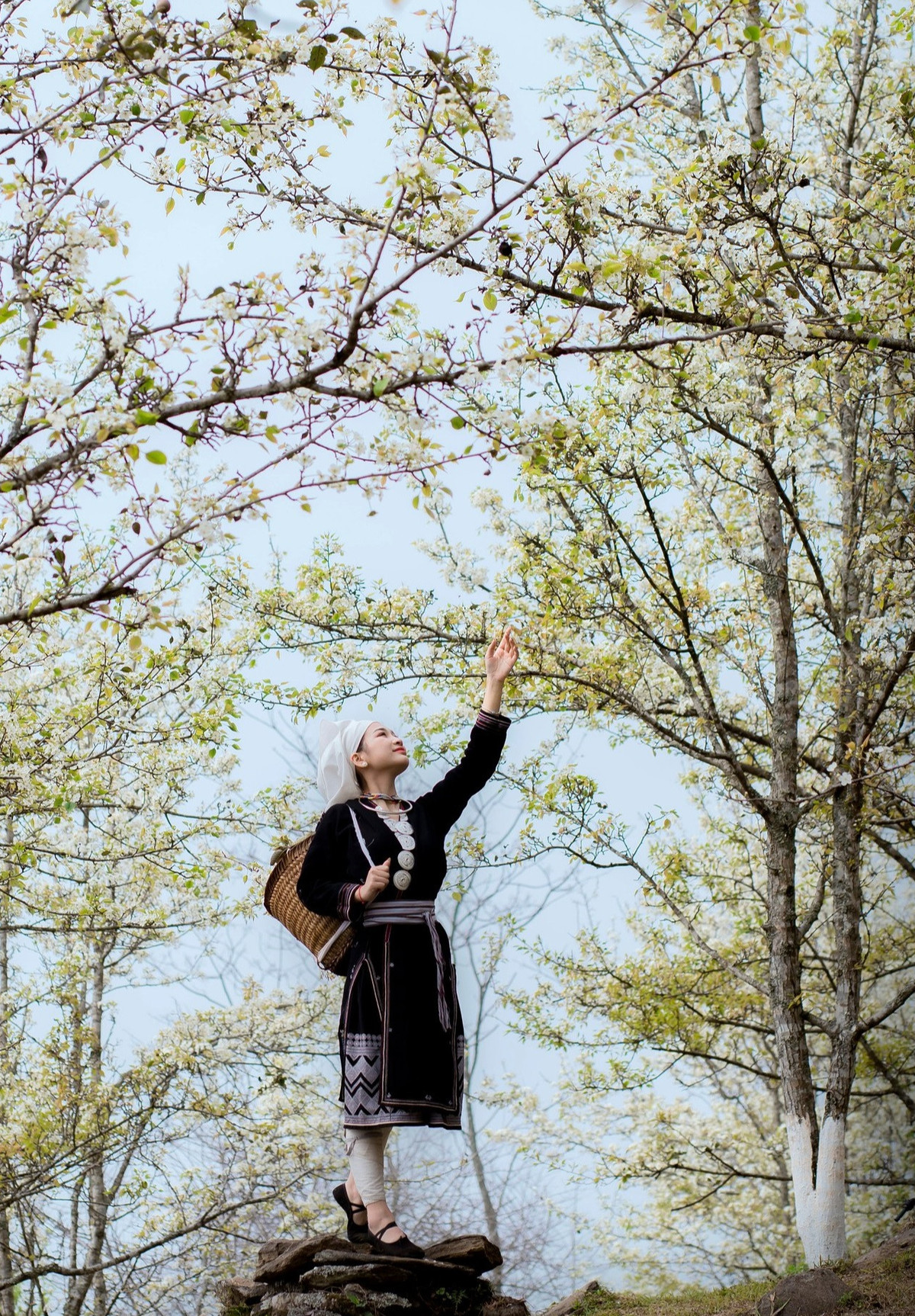 Theo thông tin tìm hiểu của Pv Gia đình và Xã hội, Hồng Thái là xã cao nhất của Tuyên Quang, được bao bọc bởi núi rừng trùng điệp. Nằm ở độ cao khoảng 1.200m so với mực nước biển, nơi đây được ví như Sa Pa thứ 2 của miền Bắc. Đặc biệt, Hồng Thái sở hữu một vườn lê rộng khoảng trên 90 ha với 164 hộ trồng lê.