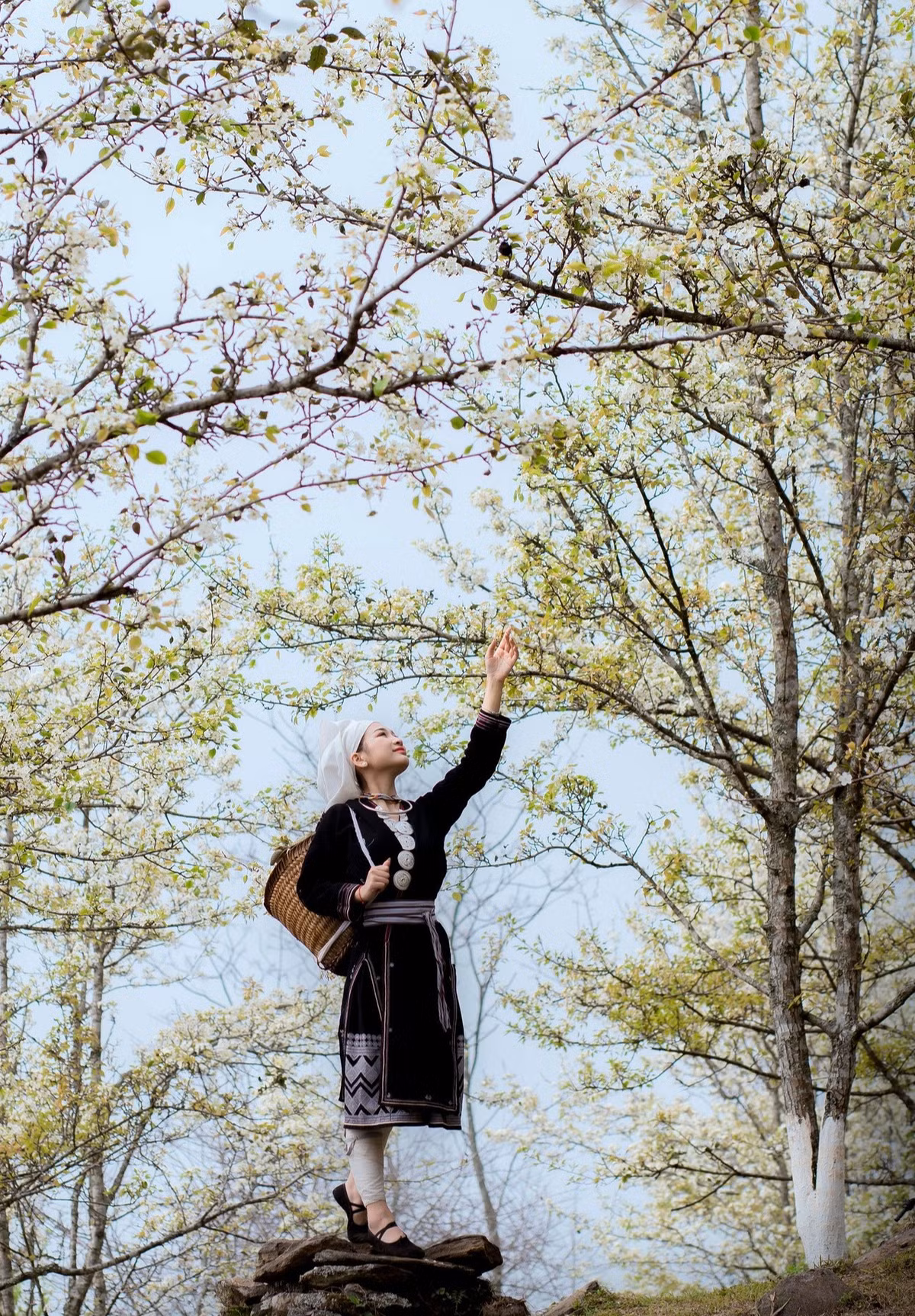 Theo thông tin tìm hiểu của Pv Gia đình và Xã hội, Hồng Thái là xã cao nhất của Tuyên Quang, được bao bọc bởi núi rừng trùng điệp. Nằm ở độ cao khoảng 1.200m so với mực nước biển, nơi đây được ví như Sa Pa thứ 2 của miền Bắc. Đặc biệt, Hồng Thái sở hữu một vườn lê rộng khoảng trên 90 ha với 164 hộ trồng lê.