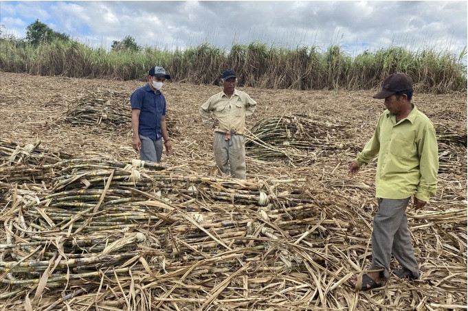 Mia chat day dong, nong dan “ngoi tren lua“ vi Cty cham thu mua