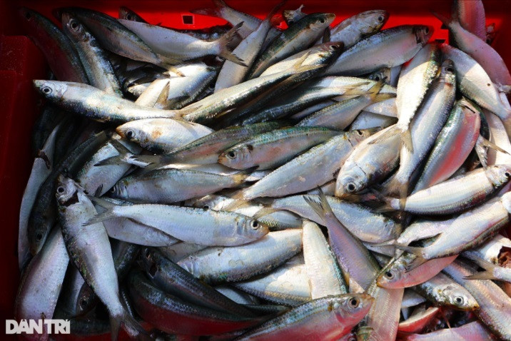 Cá trích da hơi xanh, thân dài, nhiều xương nhỏ, giá bán ngay tại bến hiện nay 15.000-17.000 đồng/kg, tùy kích cỡ. Loại này dùng để chế biến gỏi, nướng, chiên, phơi khô, làm cá hộp…