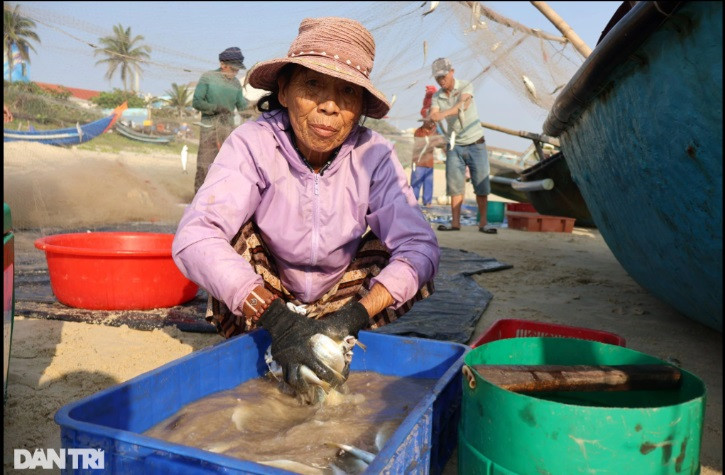 Cá được rửa sạch với nước biển trước khi bán. Nghề đánh bắt cá trích mỗi chuyến đầu tư khoảng 500.000 đồng, sau khi bán cá chủ thuyền nhận một nửa tiền, một nửa được chia cho các bạn thuyền đi cùng. 