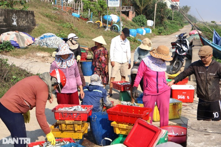 Cá lên bờ bao nhiêu, thương lái thu mua bấy nhiêu, khung cảnh bán buôn nhộn nhịp cả vùng bãi ngang. Cá trích sau khi đưa vào khay sẽ được bảo quản lạnh rồi chở đi tiêu thụ khắp các địa phương trong và ngoài tỉnh Quảng Nam. 