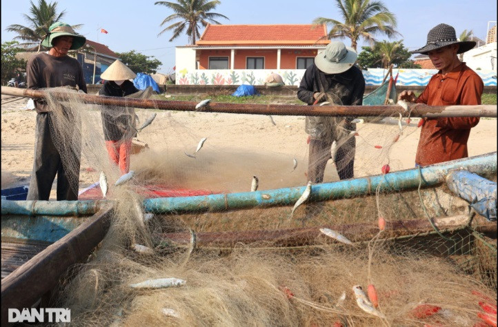 "Sau Tết, cá trích di chuyển theo từng đàn và xuất hiện dày đặc ở vùng biển gần bờ, các chuyến vươn khơi của bà con ngư dân trong những ngày qua luôn thắng lớn. Đây chủ yếu là những thuyền công suất nhỏ, chuyên đánh bắt gần bờ", ông Nguyễn Tú (63 tuổi, xã Tam Thăng, thành phố Tam Kỳ) cho hay.