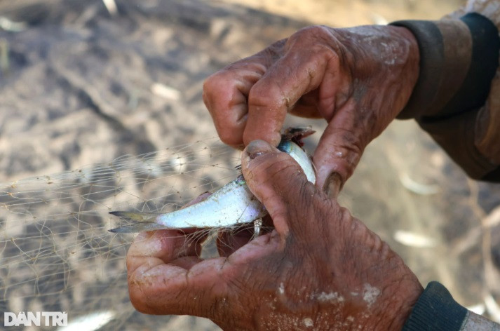 Ông Trần Văn Lương (67 tuổi, ở xã Tam Thanh, thành phố Tam Kỳ), cho biết mùa cá trích thường bắt đầu từ tháng 10 Âm lịch và kéo dài đến tháng 5 năm sau. Để đánh bắt cá trích, từ 3h, khoảng 3-4 ngư dân một ghe vươn khơi cách bờ hơn 3 hải lý dò tìm luồng cá. 