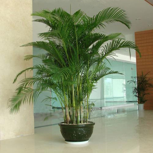 Trong phong thủy, cây dừa cảnh còn giúp đem lại vận khí tốt cho ngôi nhà, giúp cho mỗi thành viên trong gia đình luôn gặp may mắn, suôn sẻ trong công việc, gặp điều tốt trong cuộc sống, tiền tài, tài lộc đầy nhà.