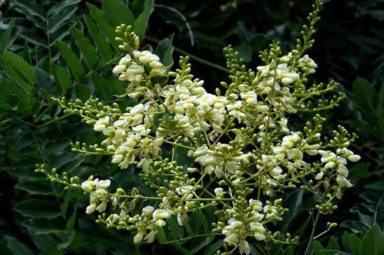 4. Cây hoa hòe: Cây hoa hòe có mùi thơm rất dễ chịu. Ngoài việc là vị thuốc hữu ích trong y học, hoa hòe còn có ý nghĩa phong thủy giúp mang lại cuộc sống sung túc, phú quý cho chủ nhân khi được trồng phía trước nhà.