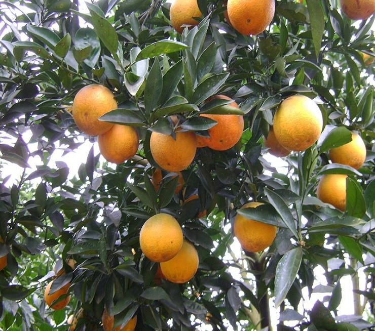 5. Cây cam hoặc chanh: Cam và chanh là hai loại cây rất quen thuộc xung quanh chúng ta. Tuy nhiên, ít ai biết được ý nghĩa phong thủy sâu xa của nó. Thực chất, đây là những loại cây mang nhiều phúc khí. Khi được trồng trước nhà, nó sẽ mang lại nhiều cơ hội làm ăn và lợi nhuận cho gia chủ.