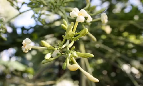 Vi sao hoa du du duc la tien duoc chua bach benh?