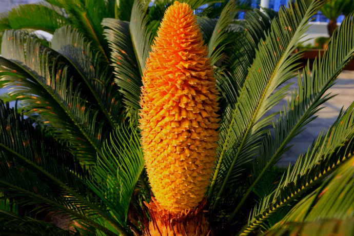 Tương truyền trong nhân gian, nếu thiên địa linh khí khác thường, cây vạn tuế mới có thể ra hoa, vì thế hiện tượng này không thường thấy. Nguồn ảnh: pconline.