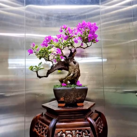 Co nen trong hoa giay truoc nha?-Hinh-2