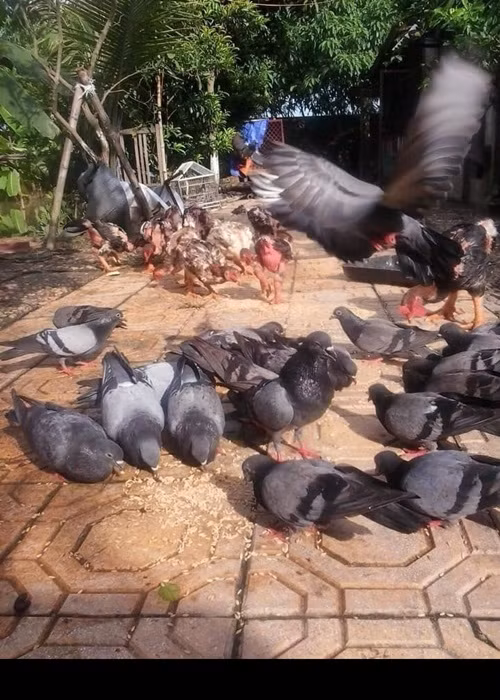 Bài đăng cuối cùng của nghệ sĩ Giang Còi vào ngày 30/7. Anh chia sẻ hình ảnh một góc khu vườn của mình. Sinh thời, nghệ sĩ Giang Còi rất thích các công việc nhà nông. Vì vậy, anh trồng cây, nuôi gia súc gia cầm...