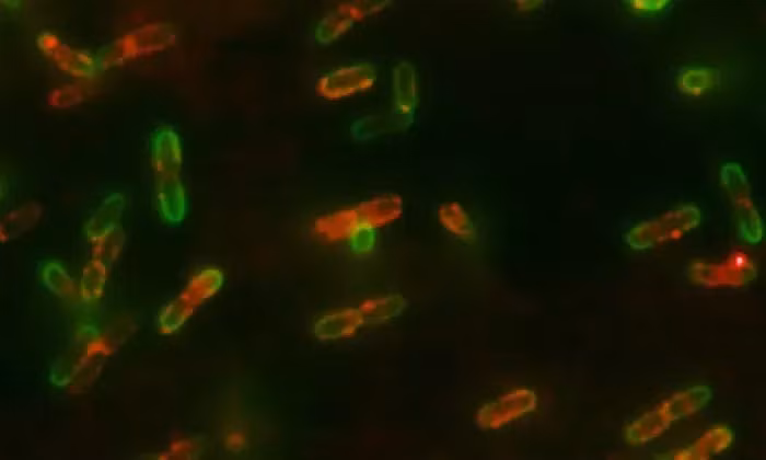 Vi sao vi khuan co tinh 