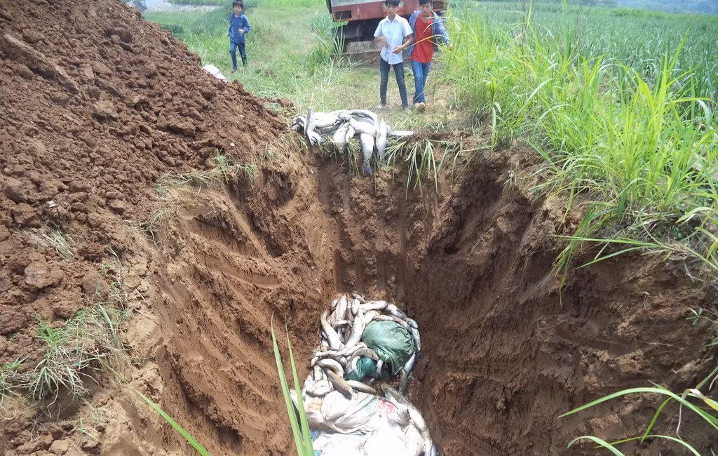 Nhà máy đường Hòa Bình đã thừa nhận xả nước chưa qua xử lý ra sông Bưởi với lưu lượng xả thải khoảng 300 m3/ngày đêm từ ngày 15/3 đến 25/4/2016. Công ty CP mía đường Hòa Bình đồng ý bồi thường hỗ trợ cho 34 hộ, với số lượng cá chết là 17.555 kg. Tính theo giá thị trường tương ứng số tiền 80 ngàn đồng/kg, bằng 1,404 tỉ đồng. Đại diện Sở Tài nguyên và Môi trường tỉnh Hòa Bình sau đó cho biết, với hành vi xả nước thải chưa xử lý ra môi trường, gây ô nhiễm sông Bưởi, tỉnh Hòa Bình sẽ đình chỉ hoạt động nhà máy sản xuất của Công ty CP mía đường Hòa Bình trong 6 tháng để khắc phục hậu quả.