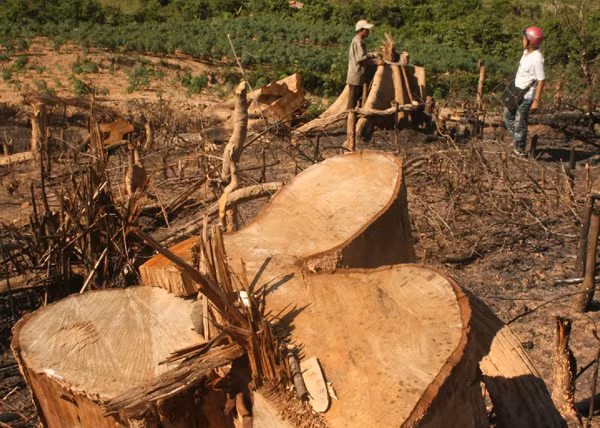  5. 1122 ha rừng bị tàn phá trái phép trong năm 2016 Tháng 11/2016, Bộ Nông nghiệp và Phát triển nông thôn cho biết, tình trạng phá rừng trái pháp luật vẫn còn diễn ra phức tạp, hậu quả đã làm mất 1.122 ha rừng trong năm 2016. Ảnh Tiền Phong.