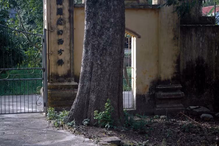 Trong buổi họp hạ giải cây sưa đã có sự ẩu đả, gây rối của một số đối tượng.