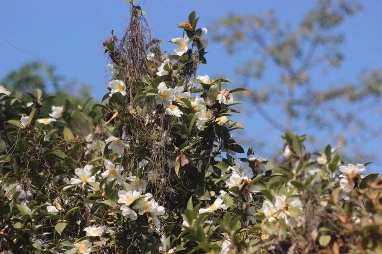 Vào đầu tháng 12, dọc khắp các cánh rừng trên địa bàn huyện Bình Liêu đều nổi lên sắc trắng tinh khôi của hoa sở. Vẻ đẹp của hoa sở không rực rỡ, lộng lẫy mà đẹp giản dị đến nao lòng luôn là tâm điểm thu hút du khách đến Bình Liêu.