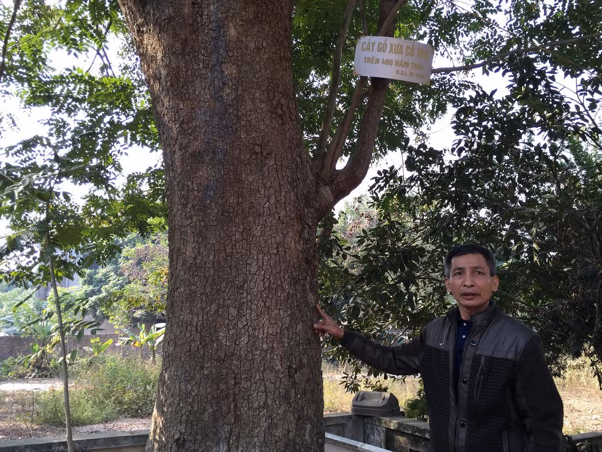 Câu chuyện bảo tồn cây sưa làng Đông Cốc vẫn chưa được nhắc đến khi người dân, chính quyền còn đang quan tâm đến việc bán cây để lấy tiền tỷ.