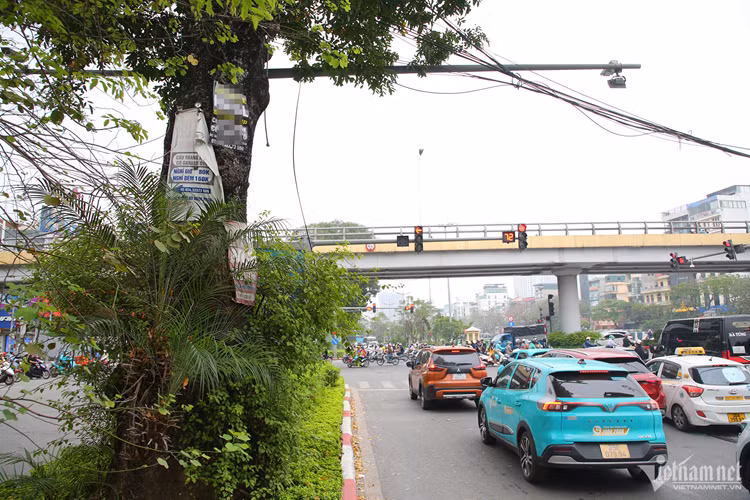 Hàng xà cừ dọc đường Láng cũng bị biến thành "cột quảng cáo" bất đắc dĩ. Một cây xà cừ tại nút giao đường Láng - Lê Văn Lương bị treo đến 10 biển quảng cáo.