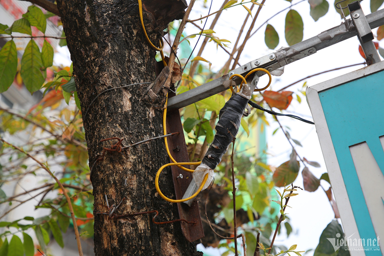 Các biển quảng cáo đủ kích thước được chủ cửa hàng bắt vít, treo vào thân cây. Chỉ riêng ở phố Yên Lãng đã có hàng chục thân cây bị treo biển như vậy.