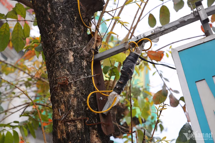 Các biển quảng cáo đủ kích thước được chủ cửa hàng bắt vít, treo vào thân cây. Chỉ riêng ở phố Yên Lãng đã có hàng chục thân cây bị treo biển như vậy.