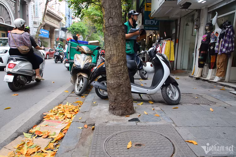 Trên phố Hàng Bông (đoạn trước cửa số nhà 175 Hàng Bông), 4 cây xanh bị đổ bê tông kín gốc. Một số người dân cho biết, tình trạng này diễn ra khoảng hơn 1 năm nay, họ đổ bê tông bịt gốc cây để "đỡ bẩn". 