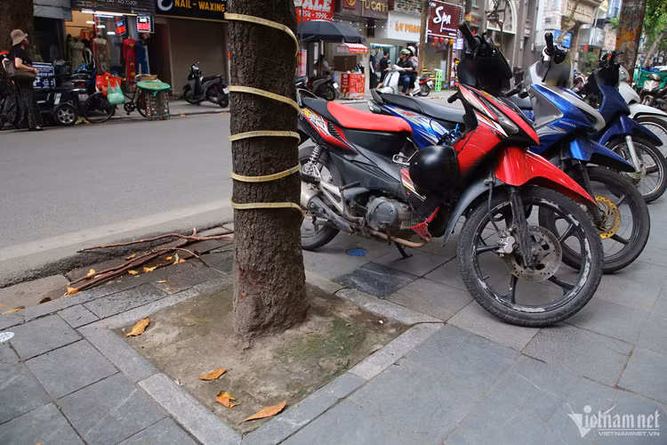 "Do một số cây con mọc lên từ gốc cây khiến chuột, chó, mèo... thường xuyên ra bới đất và phóng uế, nên bịt lại để sạch sẽ hơn", một người đàn ông nói.