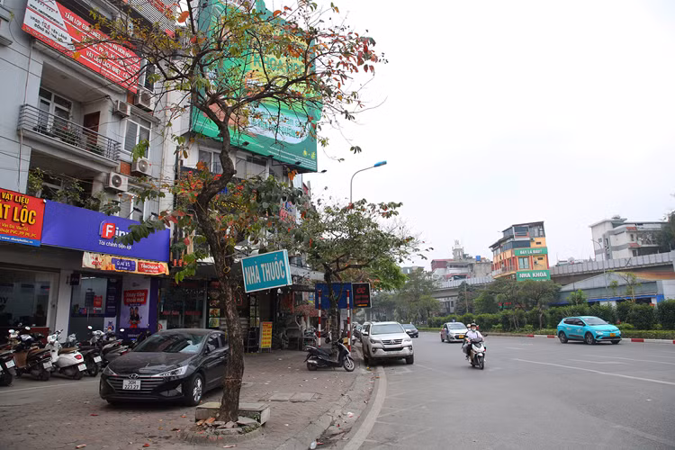 Tại phố Yên Lãng (quận Đống Đa), hàng loạt thân cây bằng lăng bị biến thành nơi treo biển quảng cáo.