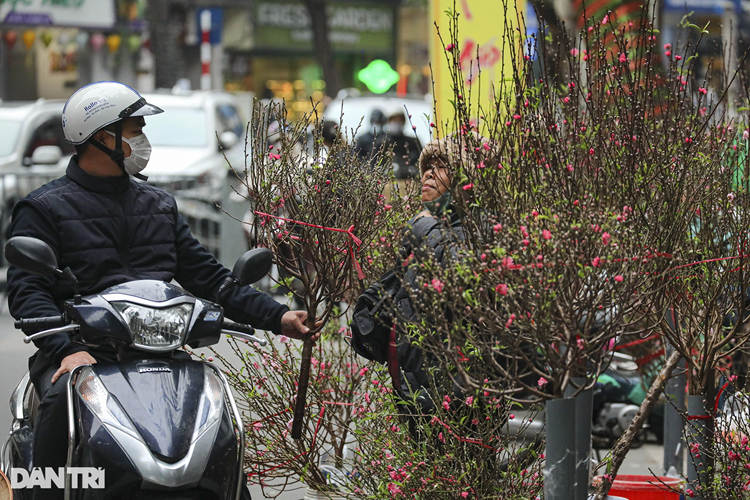 Hoa đào đã được mang về bày bán tại phố Hàng Lược, phổ biến là đào cành loại nhỏ, giá 300.000 - 500.000 đồng/cành. Chợ hoa phố Hàng Lược là nơi nhộn nhịp nhất khu phố cổ những ngày cận Tết. Đào, quất, cây cảnh các loại được mang về bày bán, kích cỡ phổ biến là vừa và nhỏ không có loại "khủng".