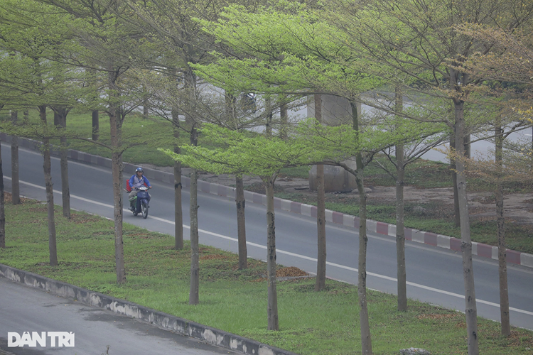 Thân cây có đường kính phổ biến khoảng 15cm, cao từ 8m đến 10m. Nút giao cầu Thanh Trì - QL5 là hệ thống giao thông được người dân biết đến nhiều nhất như là một điểm sống ảo với chủ đề thiên nhiên.