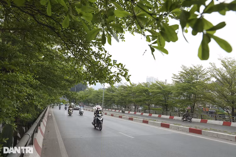 Tại đoạn đường ven sông Tô Lịch, mỗi khi lá chuyển sang sắc vàng, vị trí này thành tâm điểm để các bạn trẻ đến chụp ảnh.