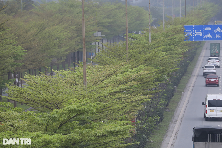 Một đoạn đường như đi xuyên trong rừng cây bàng lá nhỏ. Cây có tán xếp tầng giống như bàng ta, tuy nhiên lá của cây nhỏ và thon hơn. Trong ảnh là hàng cây tại dải phân cách giữa của QL5.