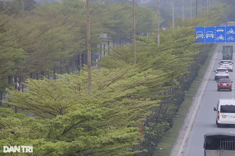 Một đoạn đường như đi xuyên trong rừng cây bàng lá nhỏ. Cây có tán xếp tầng giống như bàng ta, tuy nhiên lá của cây nhỏ và thon hơn. Trong ảnh là hàng cây tại dải phân cách giữa của QL5.