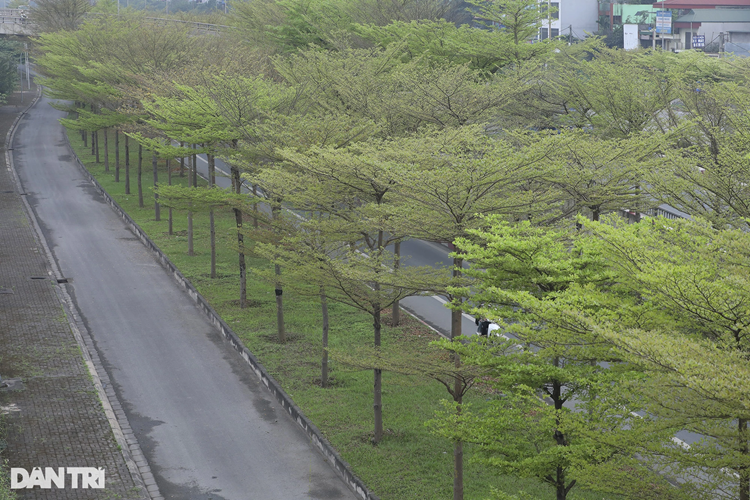 Mật độ dày, mỗi cây chỉ cách nhau 3-4m, các tán lá đan vào nhau kết cùng thảm cỏ bên dưới tạo nên không gian xanh mát mắt. Dải phân cách giữa các luồng đường QL5 được trồng cây bàng lá nhỏ thuộc phường Thạch Bàn (Long Biên).