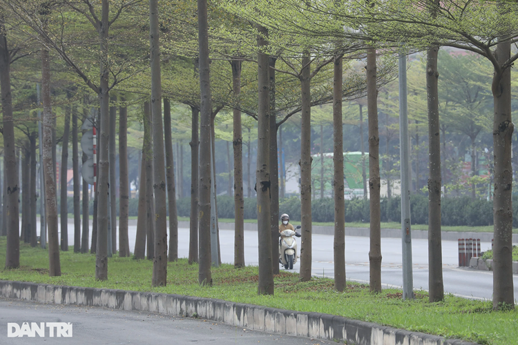 Cây phù hợp với đô thị do có dáng đẹp, phát triển nhanh, chịu được điều kiện hoàn cảnh khắc nghiệt và thích hợp trồng ở nhiều địa hình. Hiện nay, cây bàng lá nhỏ đang được trồng nhiều tại các tuyến đường phố ở Hà Nội.