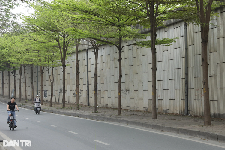 Trong ảnh là đoạn đường vành đai 2 với hàng cây xanh mướt. Trên tuyến vành đai 2, bàng lá nhỏ được trồng nhiều ở đoạn đường Láng, Bưởi. Hàng cây đều tăm tắp tại đường Láng.