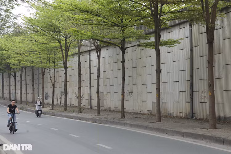 Trong ảnh là đoạn đường vành đai 2 với hàng cây xanh mướt. Trên tuyến vành đai 2, bàng lá nhỏ được trồng nhiều ở đoạn đường Láng, Bưởi. Hàng cây đều tăm tắp tại đường Láng.