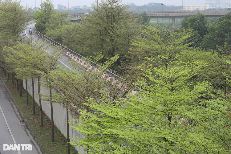 Cây có tán lá đẹp, nhỏ gọn, các cành ngắn, mọc theo hướng chếch lên tạo vòm tán vừa phải, không tốn nhiều diện tích, phù hợp trong điều kiện không gian ngày càng bị thu hẹp. Bàng lá nhỏ có quả nhỏ, lá nhỏ nên khi rụng ít gây ô nhiễm hơn cây bàng ta.