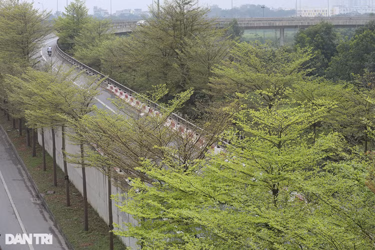 Cây có tán lá đẹp, nhỏ gọn, các cành ngắn, mọc theo hướng chếch lên tạo vòm tán vừa phải, không tốn nhiều diện tích, phù hợp trong điều kiện không gian ngày càng bị thu hẹp. Bàng lá nhỏ có quả nhỏ, lá nhỏ nên khi rụng ít gây ô nhiễm hơn cây bàng ta.