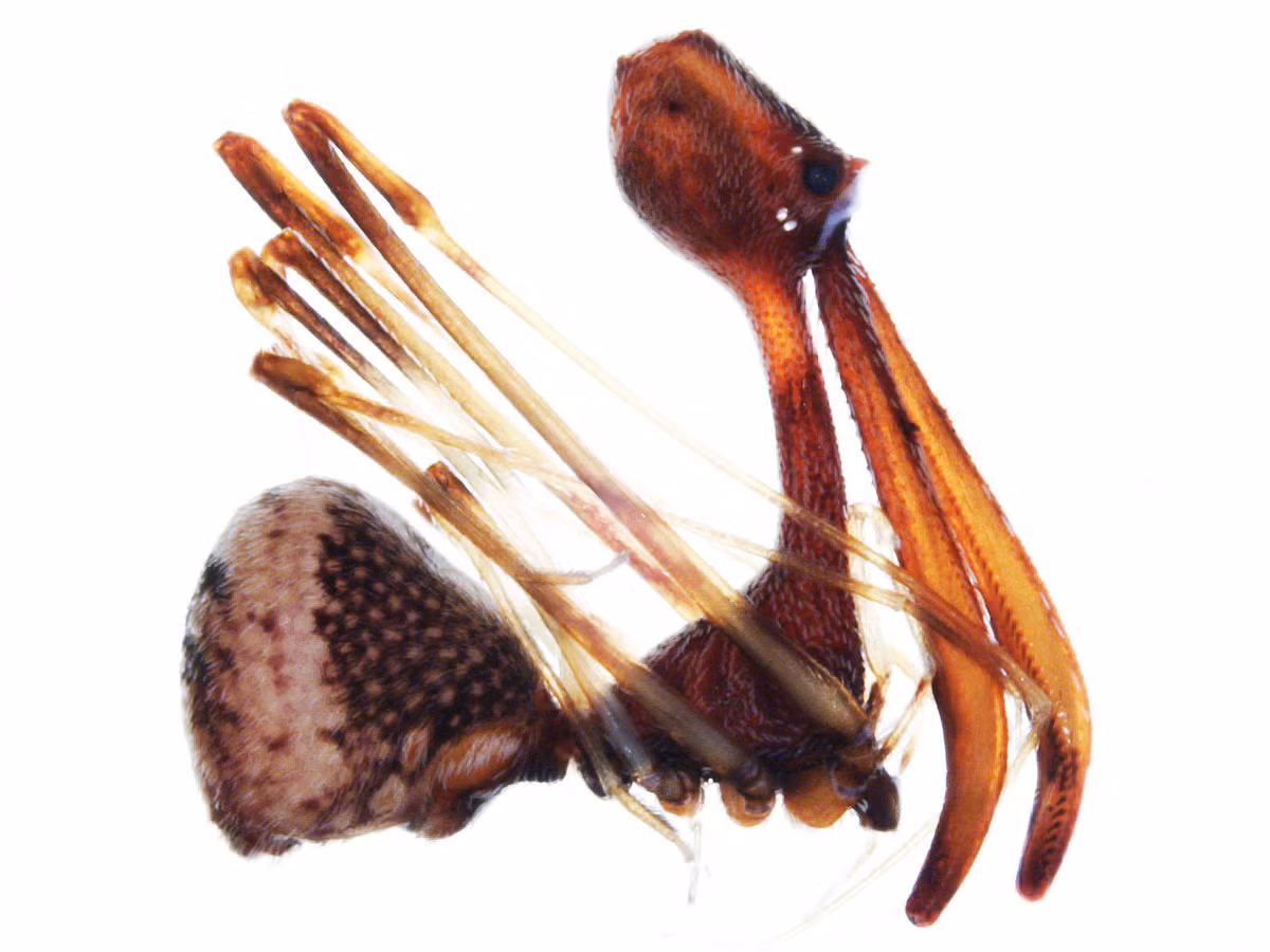 Đôi hàm quá cỡ khiến người ta lầm tưởng là cần cổ thẳng đứng cùng đám chân dài loằng ngoằng đến mức khó phân biệt chính là đặc điểm nhận dạng của loài nhện sát thủ.