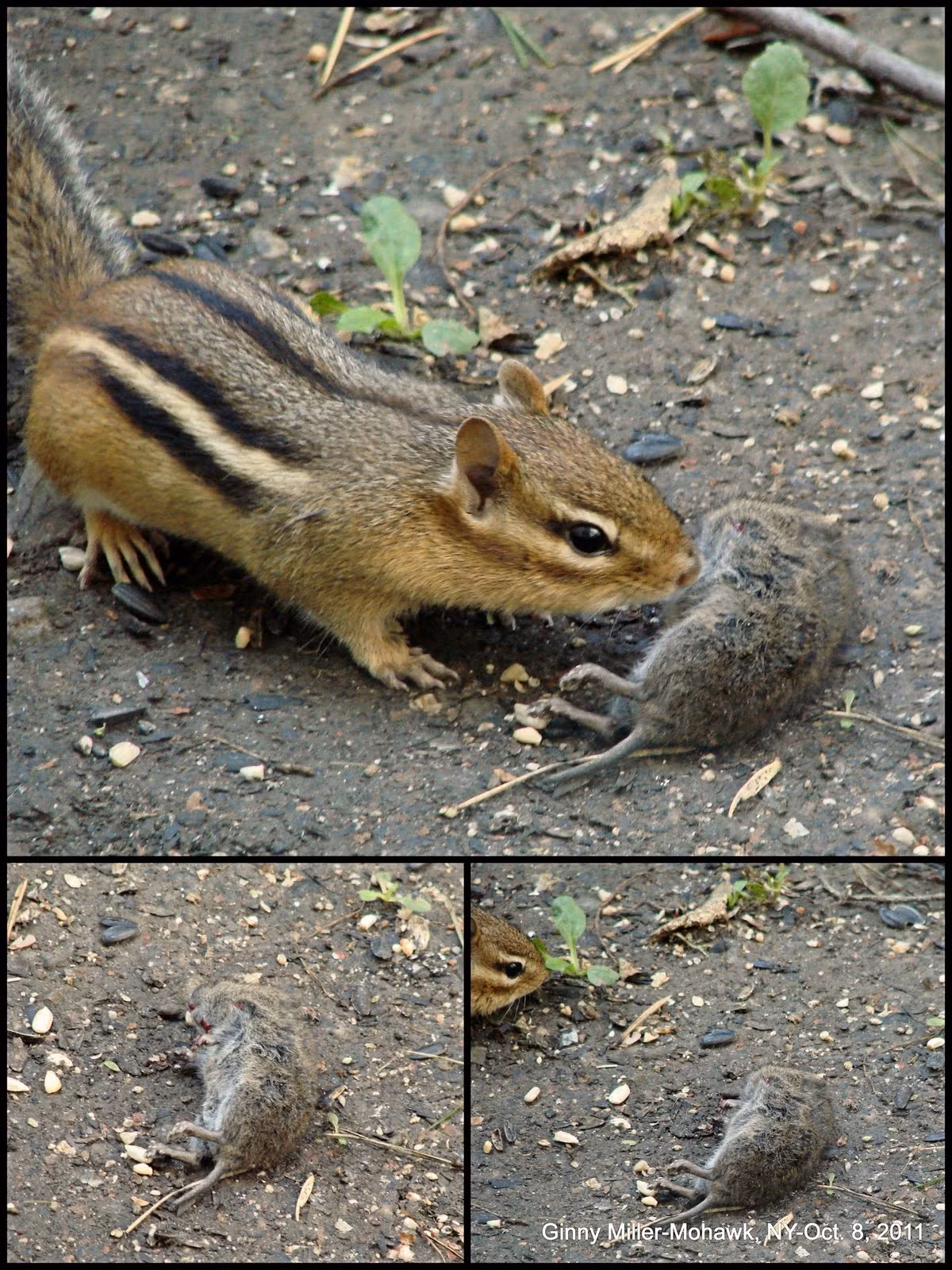 Tuy nhiên, các nhà khoa học đã phát hiện ra nhiều trường hợp não chuột cũng nằm trong thực đơn của chúng. Điều chưa giải thích được là sóc chuột thường bỏ phí phần thịt còn lại, mà chỉ tập trung vào bộ óc.