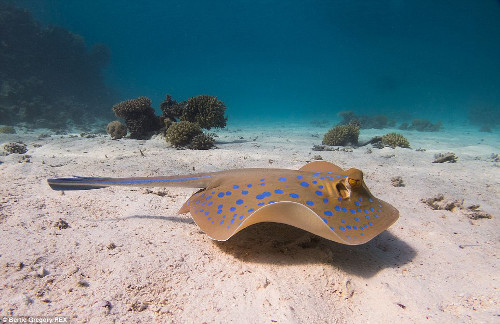 Cá đuối với chấm bi màu xanh đang bơi là là dưới đáy biển.