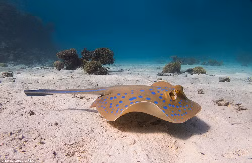 Cá đuối với chấm bi màu xanh đang bơi là là dưới đáy biển.