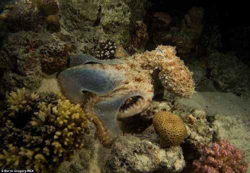  Bạch tuộc săn mồi dưới đáy biển.