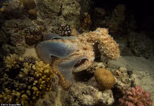  Bạch tuộc săn mồi dưới đáy biển.