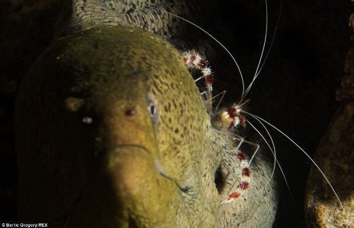 Chú cá chình khổng lồ.