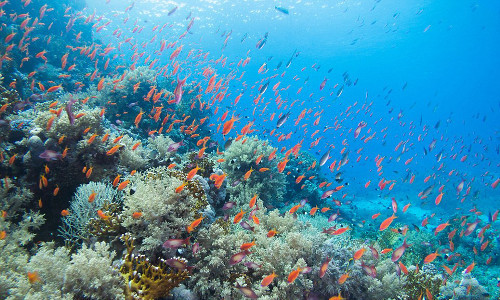 Đàn cá vàng bơi lội quanh vườn san hô.