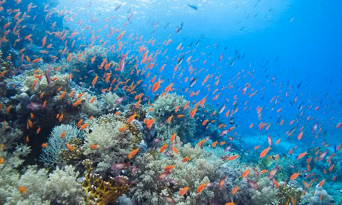 Đàn cá vàng bơi lội quanh vườn san hô.