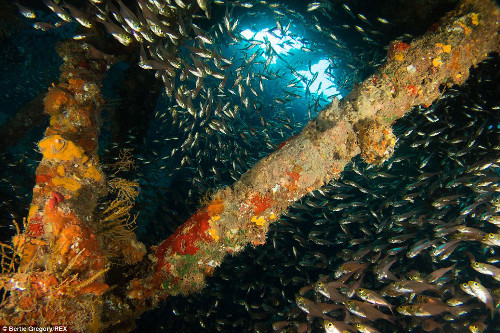 Đàn cá vây xung quanh xác tàu Ulysses bị chìm năm 1887.