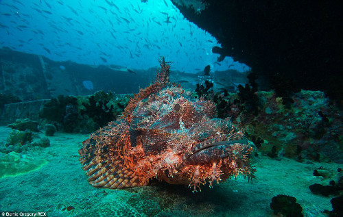 Cá mũ làn nằm phục con mồi bên trong xác tàu Thistlegorm.