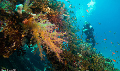 San hô mềm và đàn cá kình.